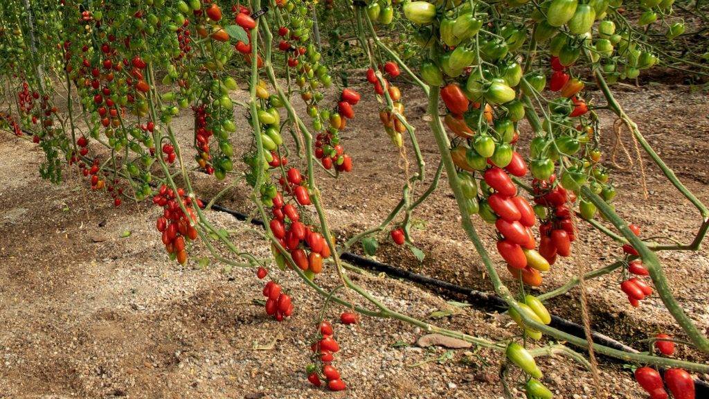 FITÓ-Cherry-APUESTA FUERTE EN EL SEGMENTO|Fito-Esturion Calibre G|Fito-FERDINAND - Copy|Fito-Esturion Calibre G-clar